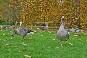 Londra, Autunno ed oche selvatiche ad Hide Park - Regno Unito