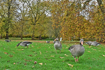 Londra, Autunno ed oche selvatiche ad Hide Park - Regno Unito