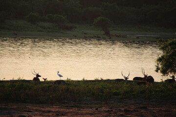 Yala Nationalpark