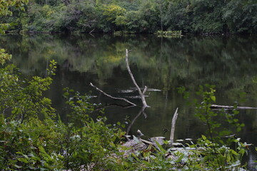 Reeds in the water