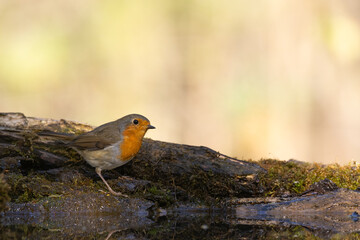 Bird Robin Erithacus rubecula, small bird in forest puddle, summer time in Poland Europe bird drinking water
