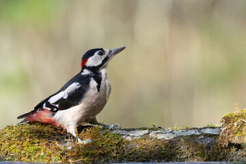 Birds - male Great spotted woodpecker - Dendrocopos major, woodpecker sitting on a tree trunk, autumn time in forest pond bird drinking water