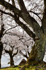 Fototapeta premium tree in spring