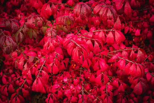 Garden in october autumn red burning bush winged spindle tree Euonymus alatus Compactus wallpaper or background