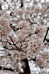 cherry blossom