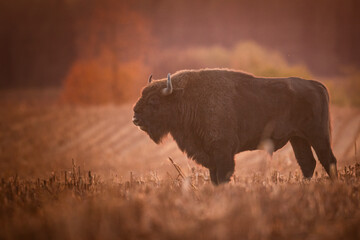 Mammals - wild nature European bison ( Bison bonasus ) Wisent herd standing on field North Eastern...