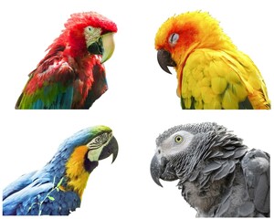Collage with different species of parrots: Green-winged macaw, Sun conure, Blue-and-yellow macaw, African grey