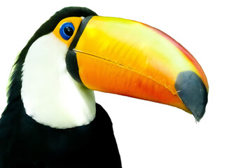 The beak of a Toco toucan isolated on white