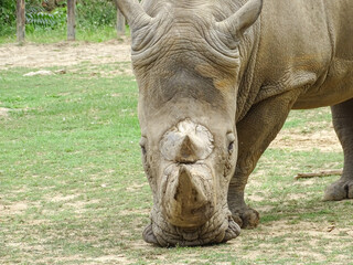 Obraz premium White rhinoceros at the zoo. Rhino