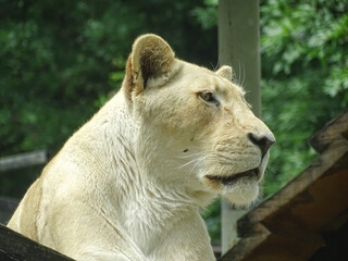 The white lioness at the zoo during the summer