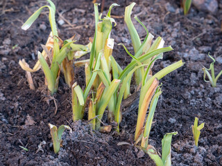 green shoots on the ground