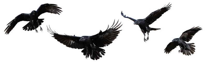 Birds flying raven isolated on white background Corvus corax. Halloween - flying four birds