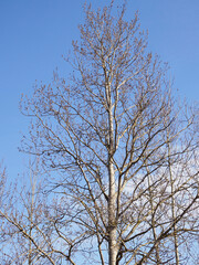 bare aspen branches in spring