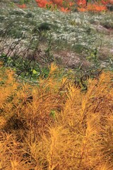 golden grasses growing in the fields