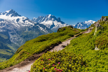 Tour du Mont Blanc beautiful landscapes in the Alps mountains on a sunny summer day. Green grass on...