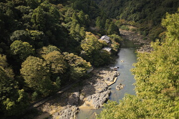 river in the forest