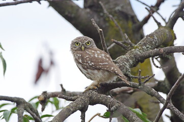 owl on branch. Athene noctua