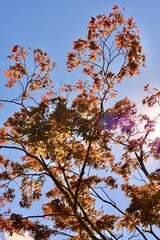autumn leaves against blue sky