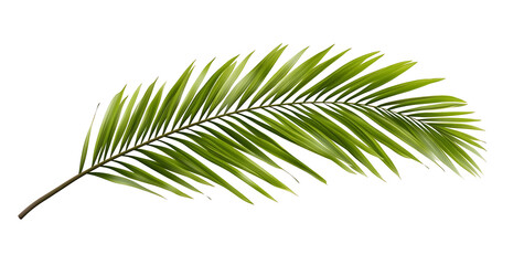 Fototapeta premium A Tropical green palm leaf, cut out with isolated background [PNG].