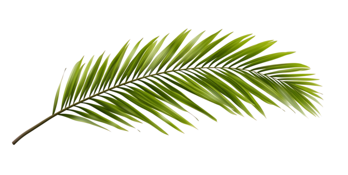 A Tropical green palm leaf, cut out with isolated background [PNG].



