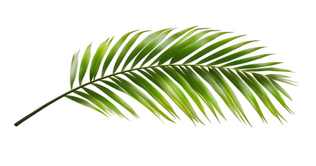 Obraz premium A Tropical green palm leaf, cut out with isolated background [PNG].