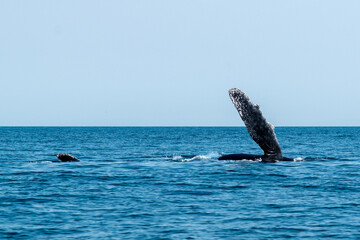 Full length humpback whale breaching the water in Vancouver