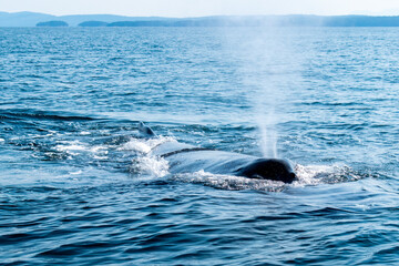 Humpback whale blow in Vancouver