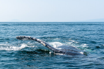 Hump back whale fin in Vancouver