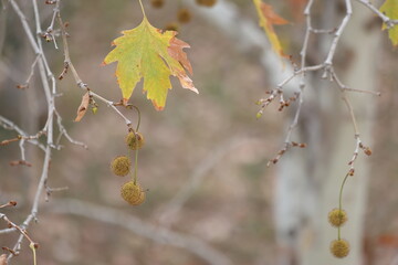 seed pods of plane tree 