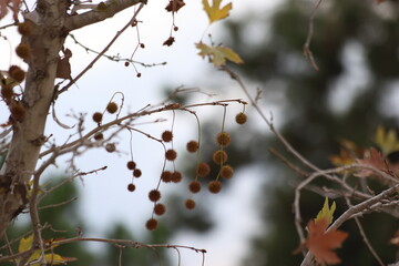 seed pods of plane tree 