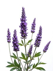 Naklejka premium Stunning Close-Up of Vibrant Purple Flower Spikes Surrounded by Lush Green Leaves Against a Bright White Background for Nature Lovers and Floral Enthusiasts