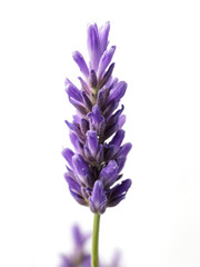 Naklejka premium Single Lavender Flower Isolated on White Background Showcasing Its Vibrant Purple Color and Unique Petal Structure for Nature and Floral Illustrations