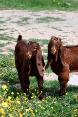 Closeup of two brown goats standing together outdoors, showing their long ears and textured fur....