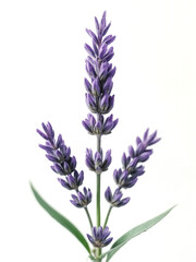 Naklejka premium Beautiful Lavender Flower Stem Isolated on White Background, Showcasing Vibrant Purple Petals and Green Leaves with Delicate Details