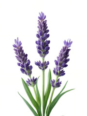 Fototapeta premium Beautiful Lavender Flowers Displaying Vibrant Purple Blooms Against a Clean White Background Creating a Serene and Calming Atmosphere for Nature Lovers