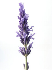 Naklejka premium Beautiful Lavender Flower on White Background Showcasing Delicate Purples and Greens Perfect for Nature and Floral Themes in Various Design Projects