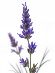 Naklejka premium Delicate Purple Lavender Blooms with Green Stems Captured Against a White Background for Tranquil Aromatherapy and Soothing Natural Beauty Aesthetic