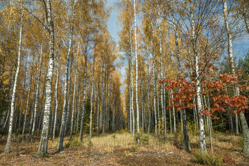 october landscape - autumn sunny day, beautiful trees with colorful leaves, Poland, Europe, Podlasie, white clouds on blue sky birch forest
