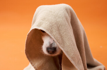 A Nova Scotia Duck Tolling Retriever peeks from under a towel against an orange background, showing...