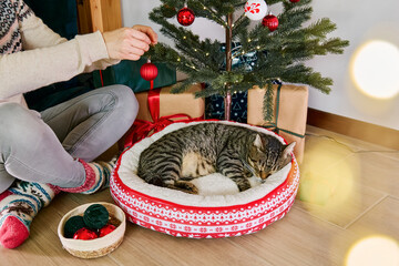 Cute tabby cat sleeping under christmas tree, while woman decorating it with xmas balls