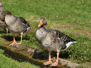 greylag geese by the fresh water stream, cleaning preening feathers and drinking in a public park with green grass