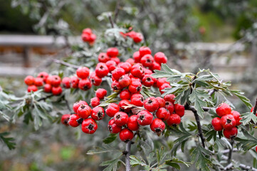 Azerole or Mediterranean medlar. Azerole berries on bush. Wild fruit. Crataegus azarolus.