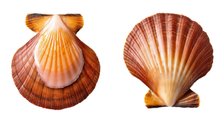 Top view of scallops shell isolated