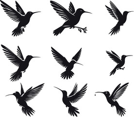 humming bird set vector illustration