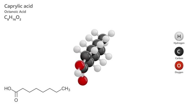 Caprylic Acid or Octanoic acid. Animated 3D model of a molecule. Molecular formula: C8H16O2. Chemical model: Ball and sticks. White background. 3D rendering. Seamless loop.