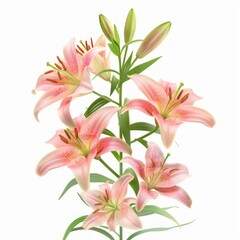 Fototapeta premium Pink lily flowers blooming on a white background, perfect for floral arrangements or spring decorations