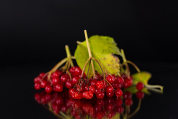 branch of ripe red viburnum, isolated on black background