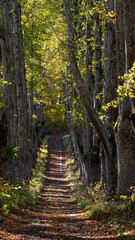 A tranquil autumn pathway lined with trees leads into the distance in a serene forest