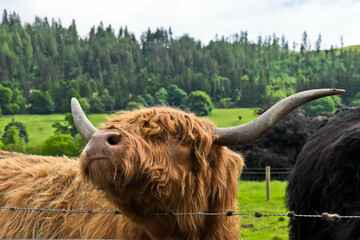 Moooooove away