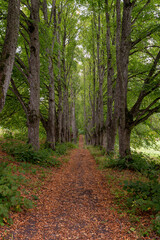 Fototapeta premium Tranquil tree-lined pathway through lush greenery during autumn in a serene forest